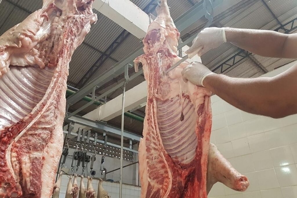 Abate de aves e suínos sob SIF aumentou cerca de 6% em setembro, aponta relatório