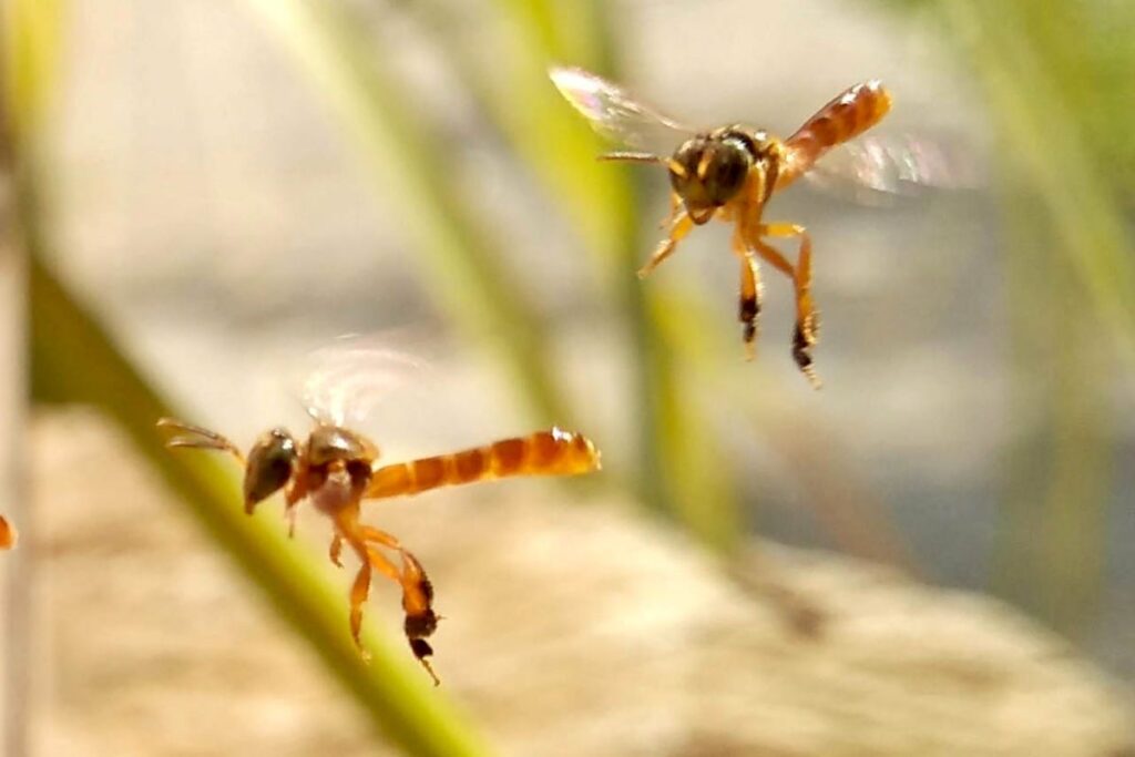 Sanepar e Embrapa vão utilizar abelhas sem ferrão para monitoramento ambiental