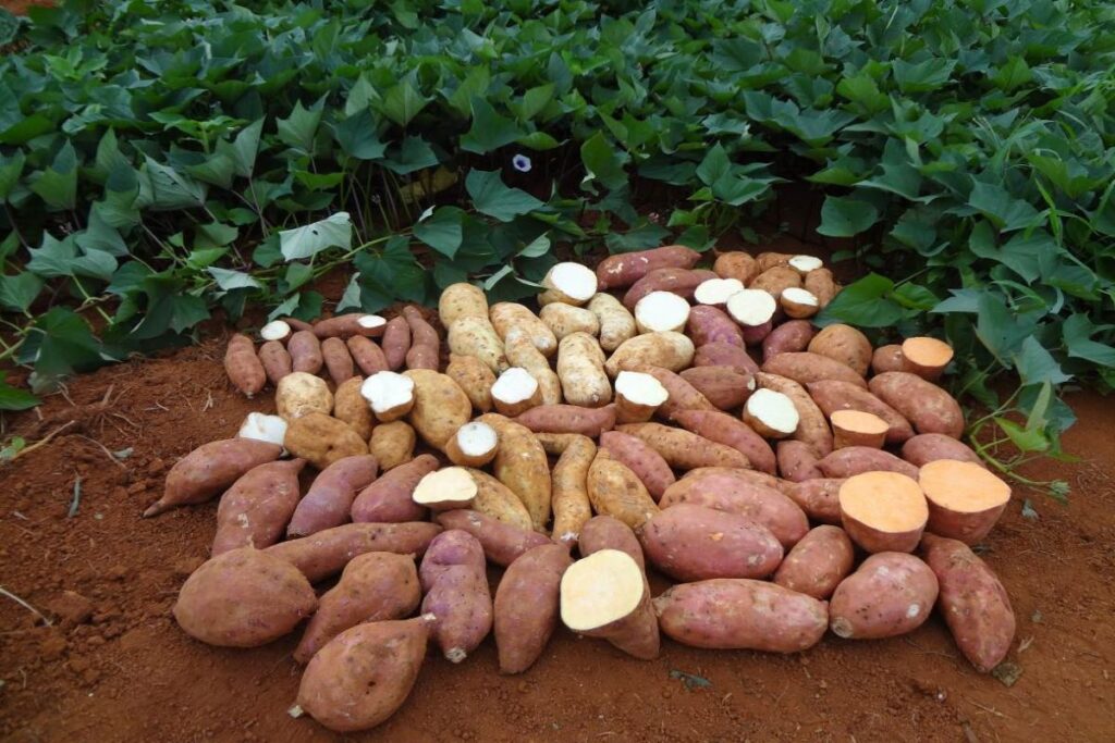 Preço pago ao produtor paranaense de batata doce e maçã cai, enquanto de milho sobe