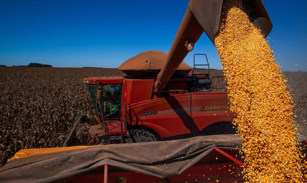 Com colheita em andamento, milho segunda safra registra queda de 18% na produtividade nacional