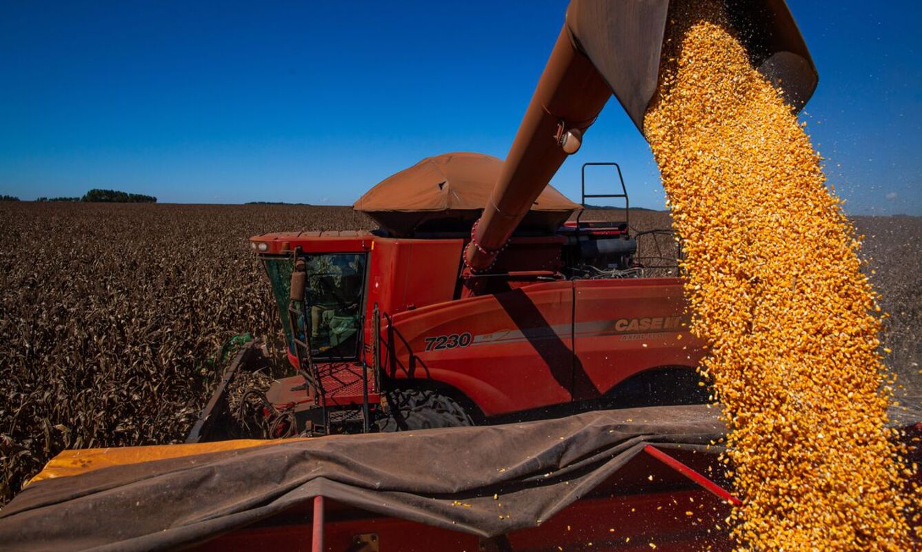 Com colheita em andamento, milho segunda safra registra queda de 18% na produtividade nacional