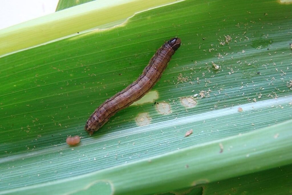 Controle eficiente de plantas daninhas pode ajudar no manejo da lagarta-do-cartucho