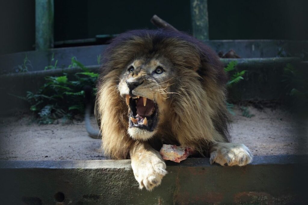 Símbolo da luta contra maus-tratos animais, leão Gaúcho morre no Zoo de Cascavel