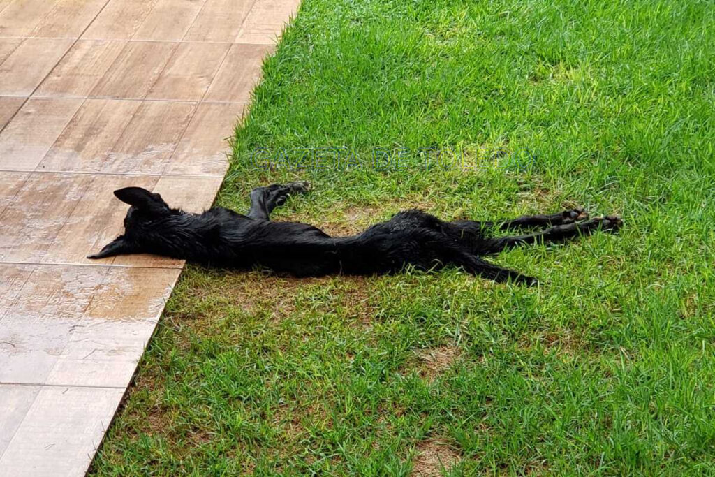 Polícia Civil de Toledo prende homem acusado de maus tratos a animais