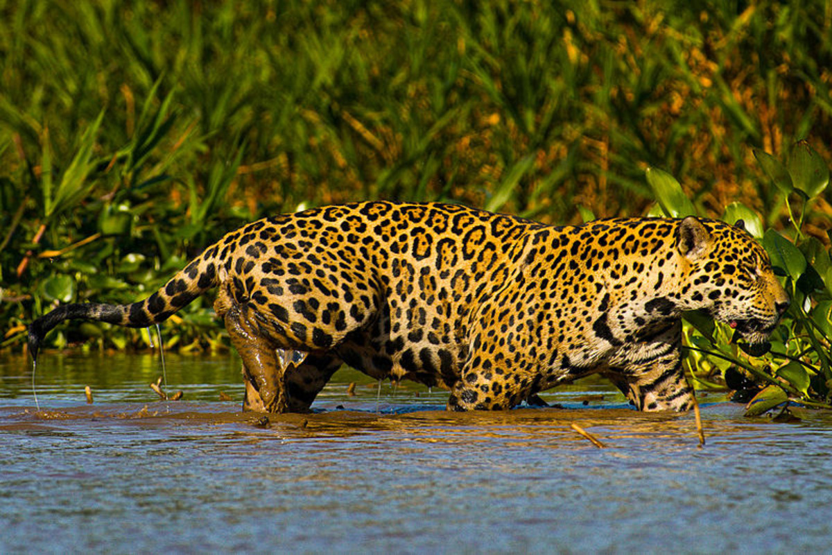 Preservação da onça-pintada exige medidas de proteção ao seu habitat e combate à caça ilegal