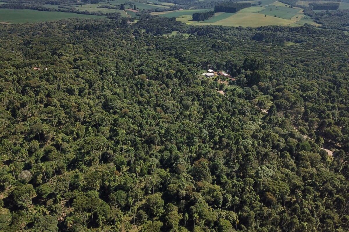 Paraná é o segundo maior produtor florestal do País, segundo IBGE
