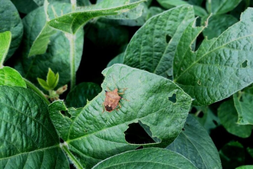 Parceria entre Unioeste e a empresa Biocamp viabiliza alternativa para o controle do percevejo-marrom-da-soja