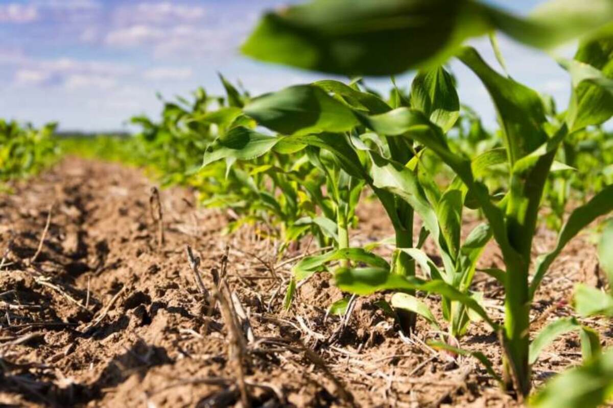 Índice de plantio de arroz, milho e soja é maior que período anterior