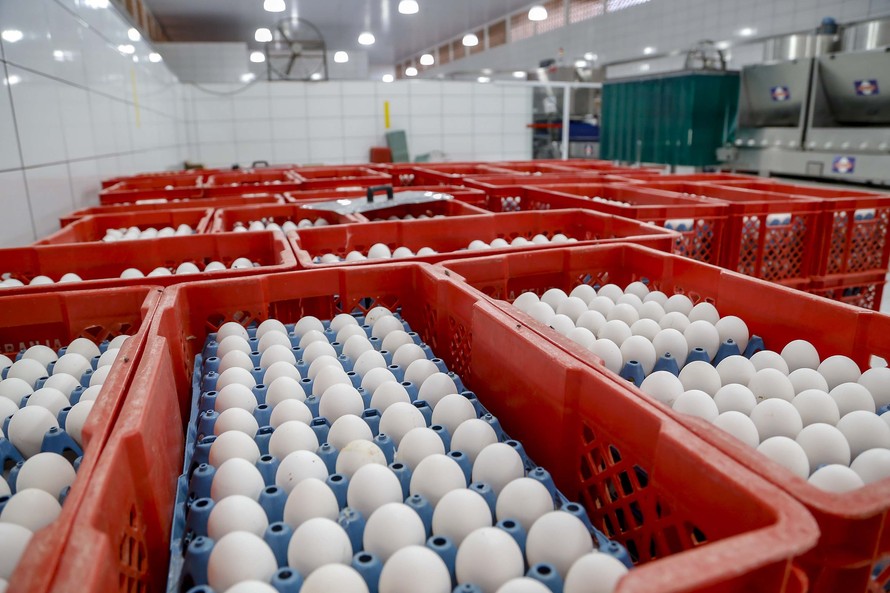 Com tradição e qualidade, Arapongas puxa a produção de ovos no Paraná