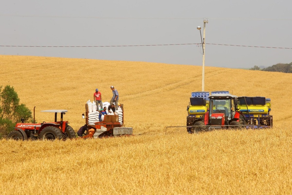 Produtores de milho começam plantio da 1ª safra com projeção de colher 4,1 milhões de toneladas