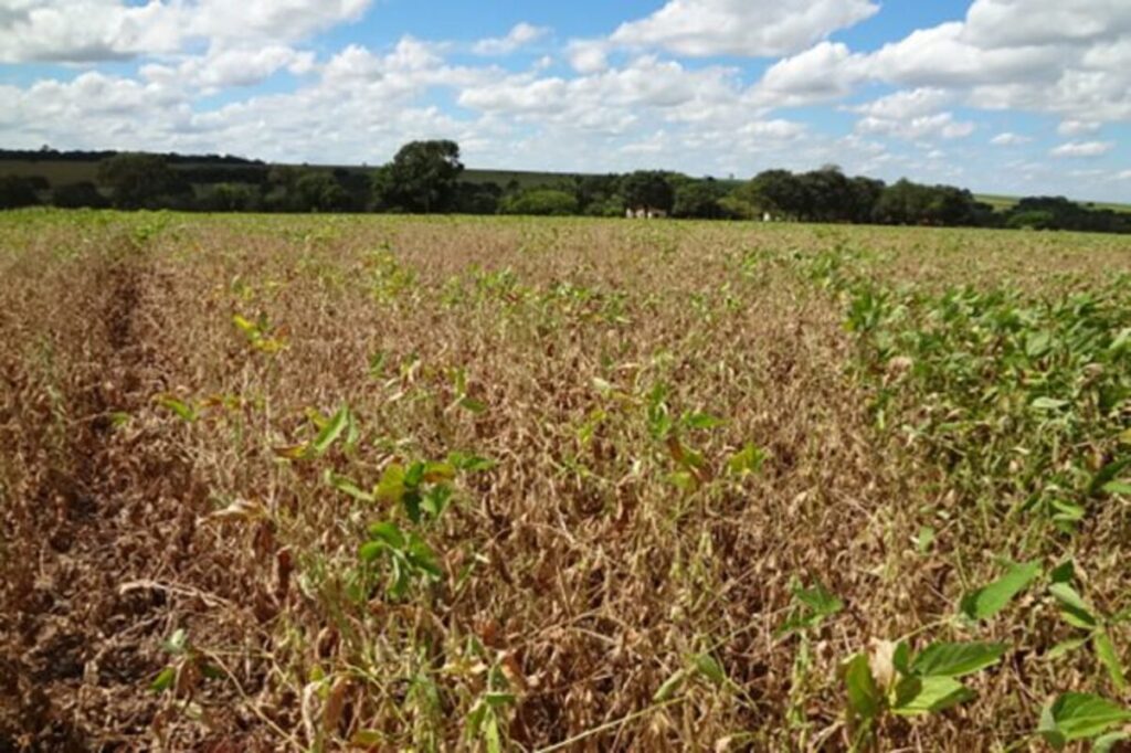 Curso pioneiro de seguro agrícola para grãos é promovido no Paraná