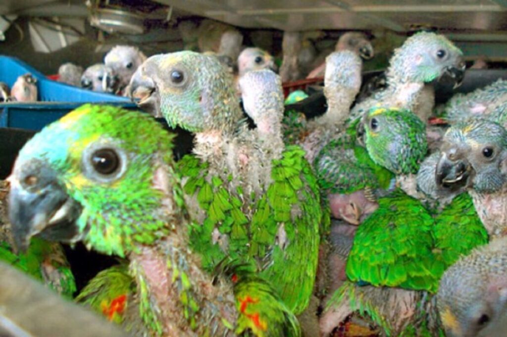 Paraná é uma das rotas do tráfico de animais silvestres para o exterior