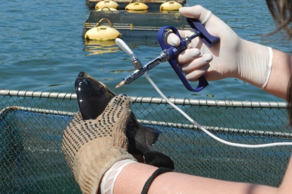 Pesquisa da UNILA desenvolve vacina para peixes tilápia, como proteção contra doenças bacterianas