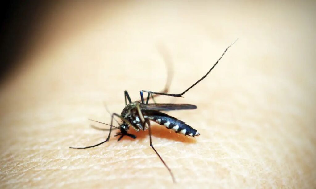 Secretaria de Saúde orienta os rondonenses a reforçar o combate ao Aedes aegypti