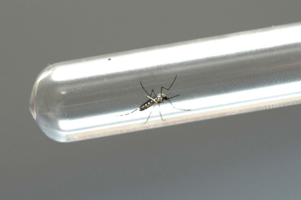 Média de infestação pelo Aedes aegypti em Marechal Rondon é de 1%