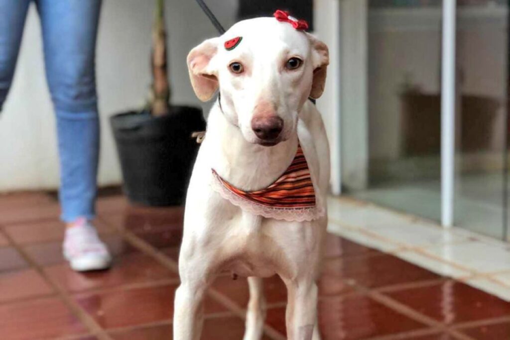 Coordenação apresenta relatório de atendimentos para proteção e defesa animal