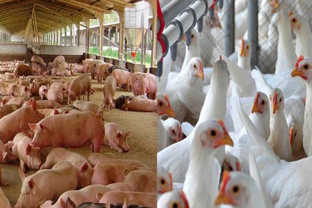 Artigo: O desafio de substituir o milho e a soja na alimentação de suínos e aves