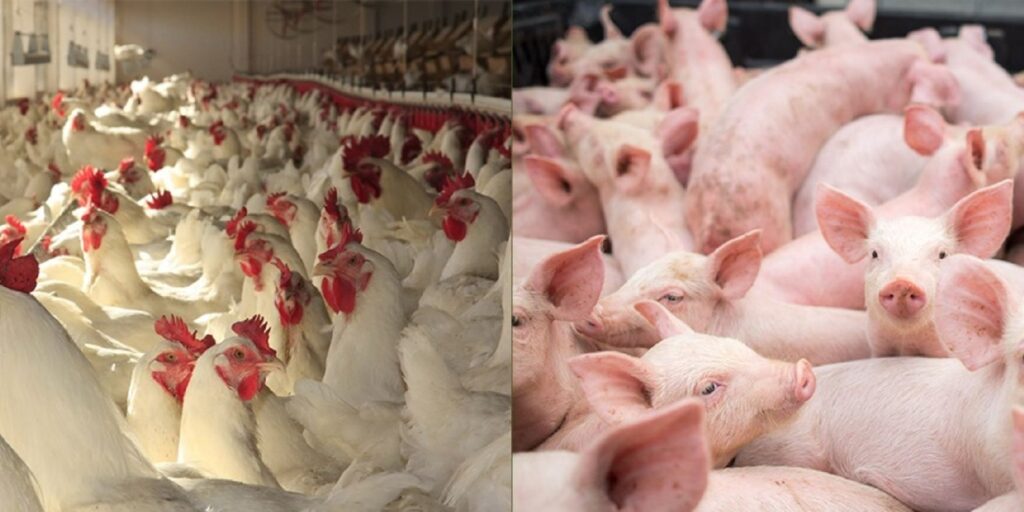 Toledo recebe reunião de levantamento dos custos de produção de aves e suínos