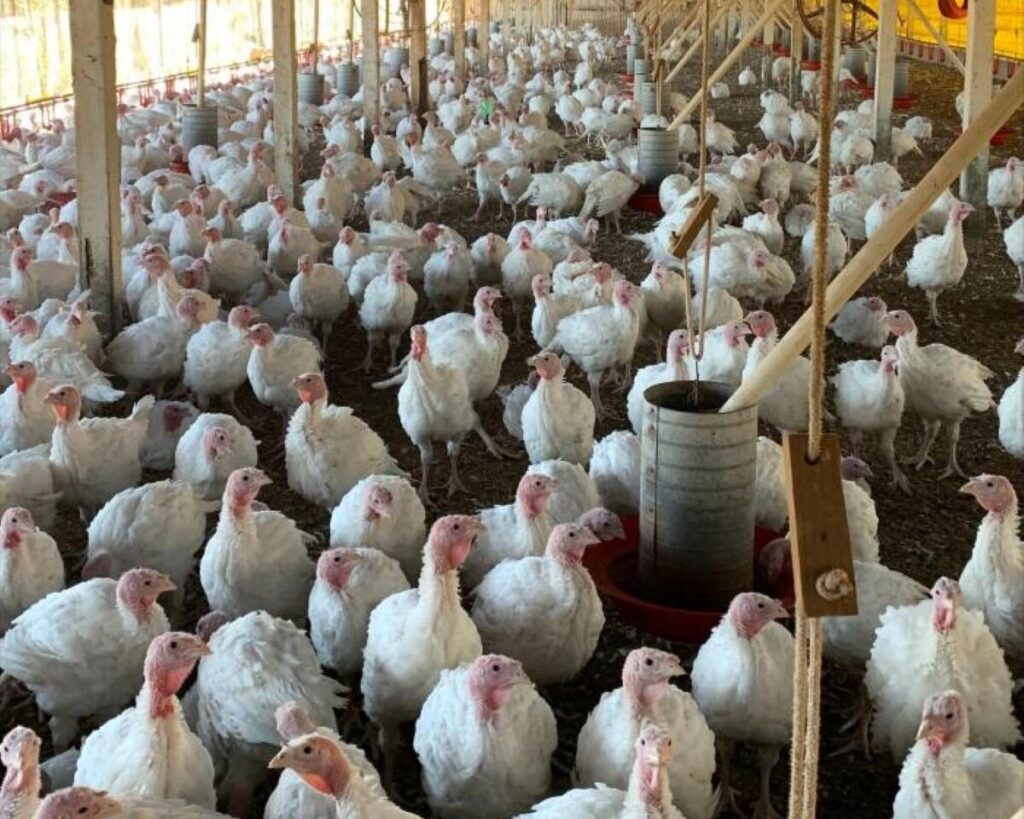 BRF mostra diferenciais das aves natalinas
