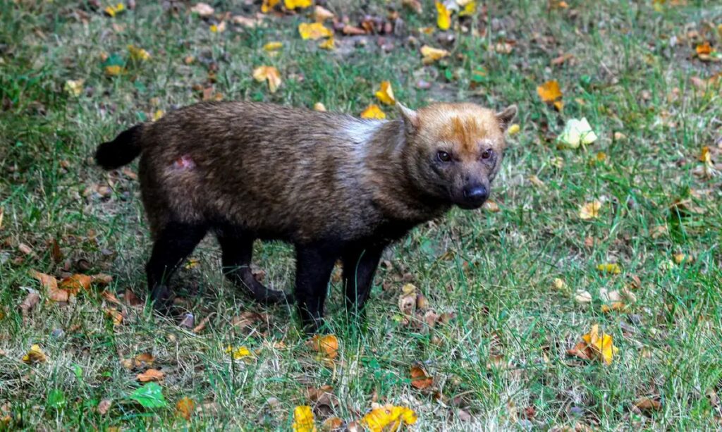 Ameaçado de extinção, cachorro-vinagre é flagrado em parque no Amapá