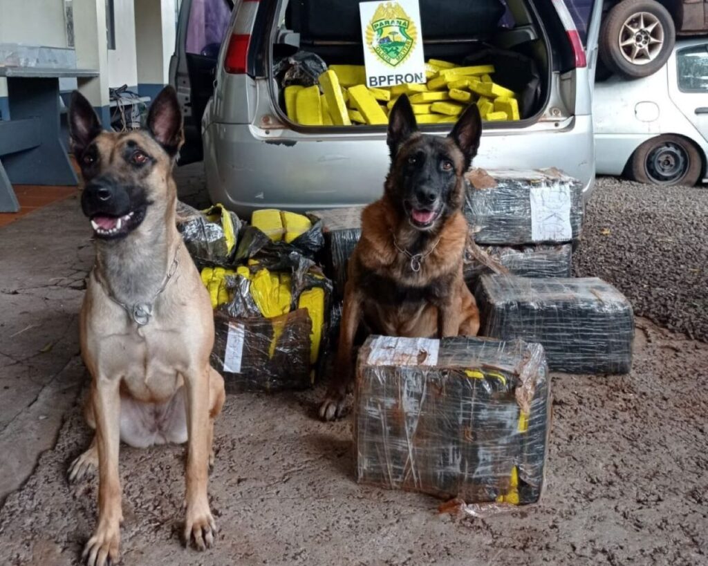 Conheça Ethan, o novo integrante do Pelotão de Operações com Cães do BPFRON