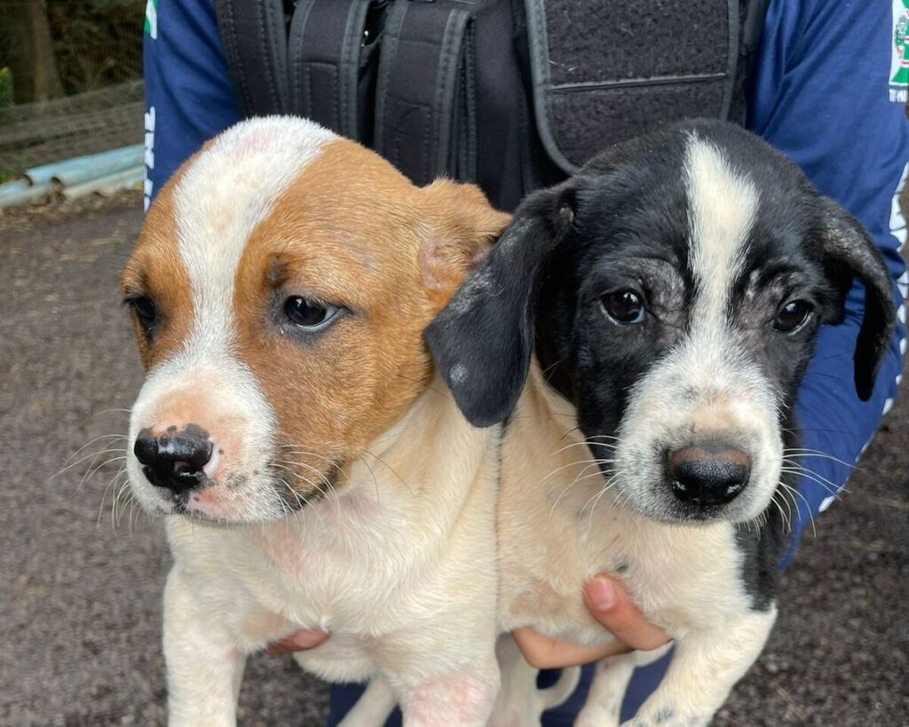 Filhotes de cães agredidos por moradores de rua são resgatados em Toledo