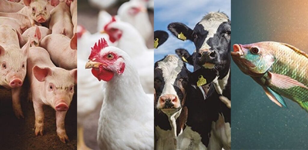 Toledo, Cascavel, Castro e Nova Aurora: Paraná reúne capitais nacionais das proteínas animais