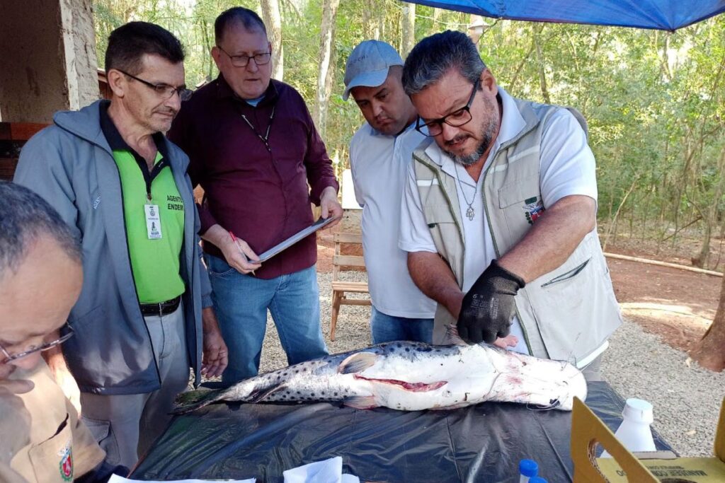 Regional de Saúde de Toledo auxilia na coleta de toxinas de peixes venenosos na região do Lago de Itaipu