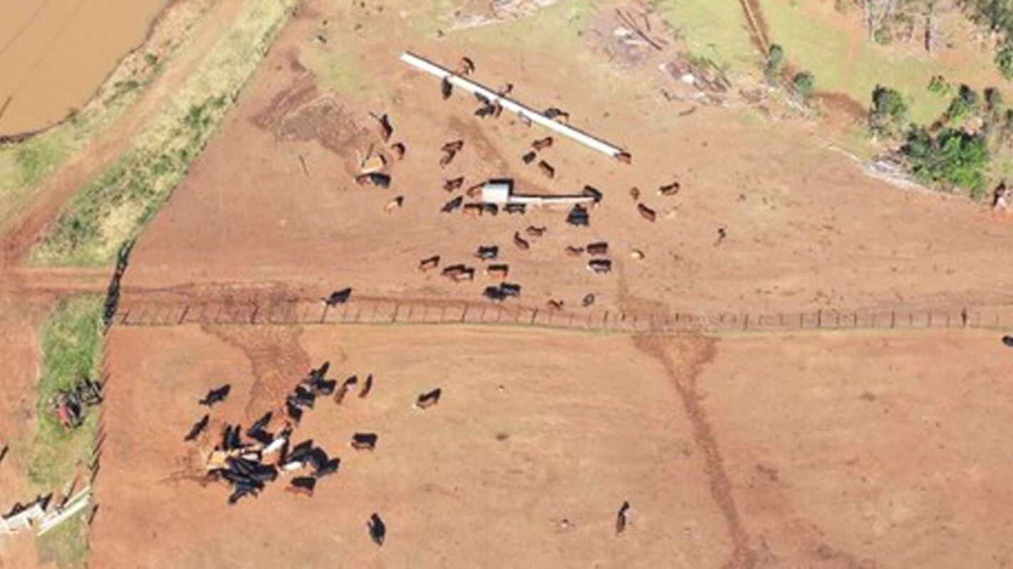 FAEP apoia operação que coíbe contrabando de gado da Argentina