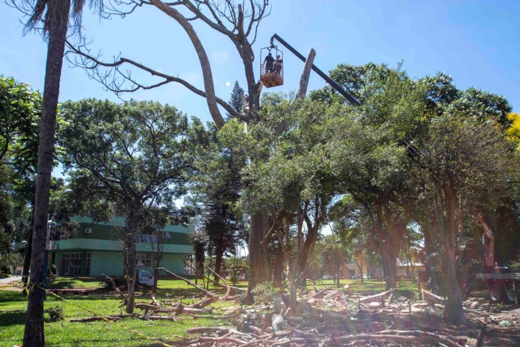 Em Toledo, árvores com risco de queda são removidas na Praça da Cultura