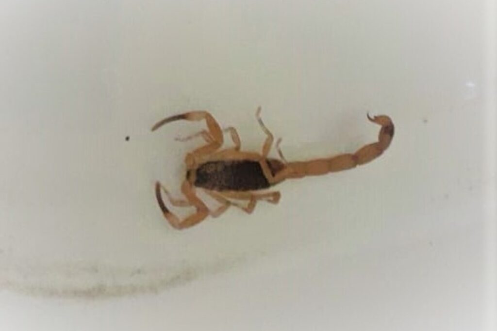Escorpião é encontrado na região do Jardim Coopagro