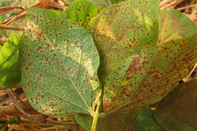 Agricultura alerta produtores sobre riscos da ferrugem asiática