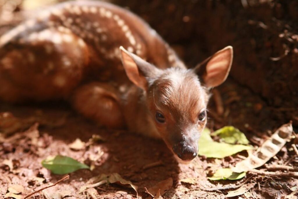 Novo morador: Veado-bororó nasce no Zoo de Cascavel e público pode definir o nome do filhote