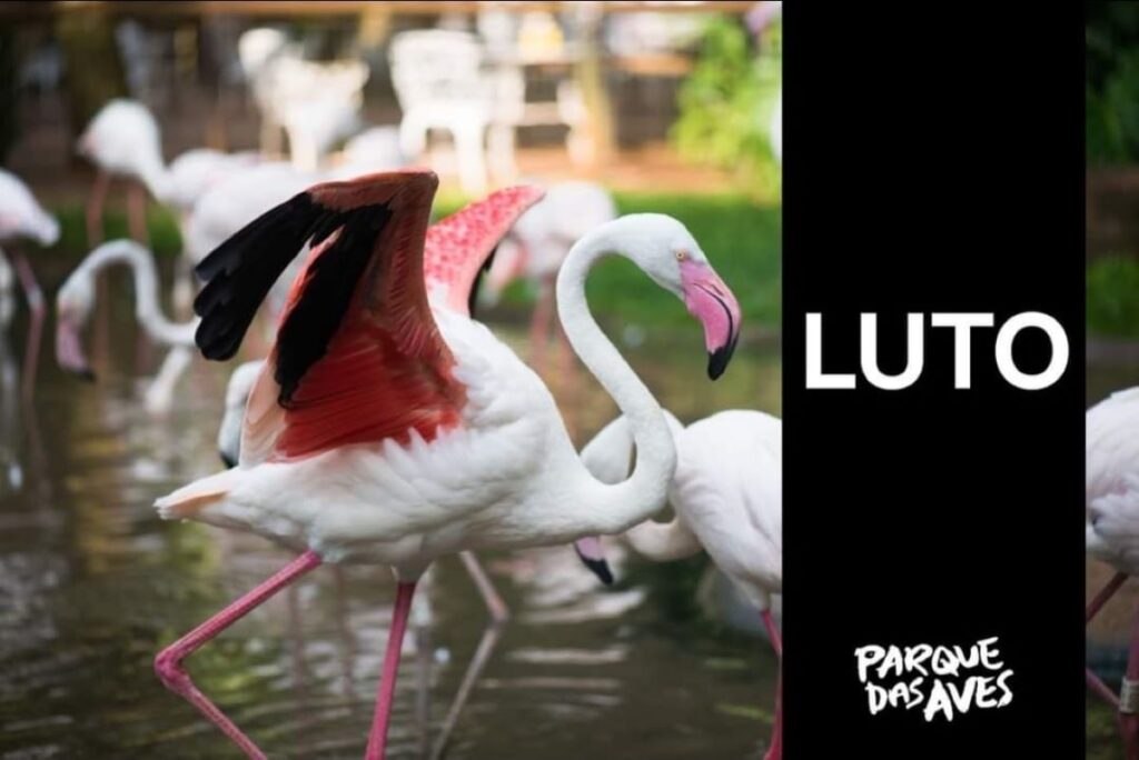 172 flamingos morreram após ataque de onças no Parque das Aves, em Foz do Iguaçu