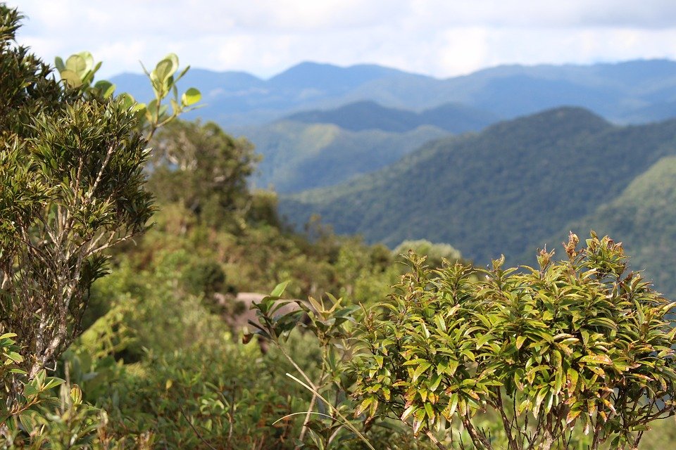Floresta+ Carbono: união da agricultura e meio ambiente para preservação ambiental