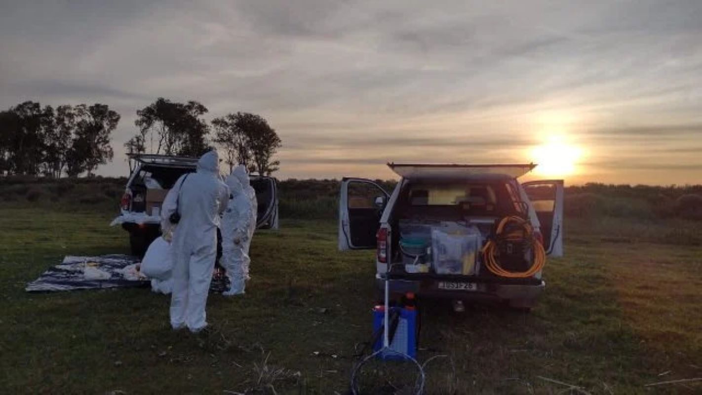 Rio Grande do Sul registra primeiro foco de influenza aviária em aves silvestres