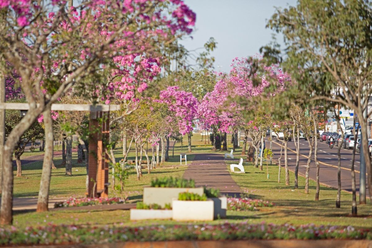 Florada dos ipês encanta e traz colorido para paisagens de Cascavel