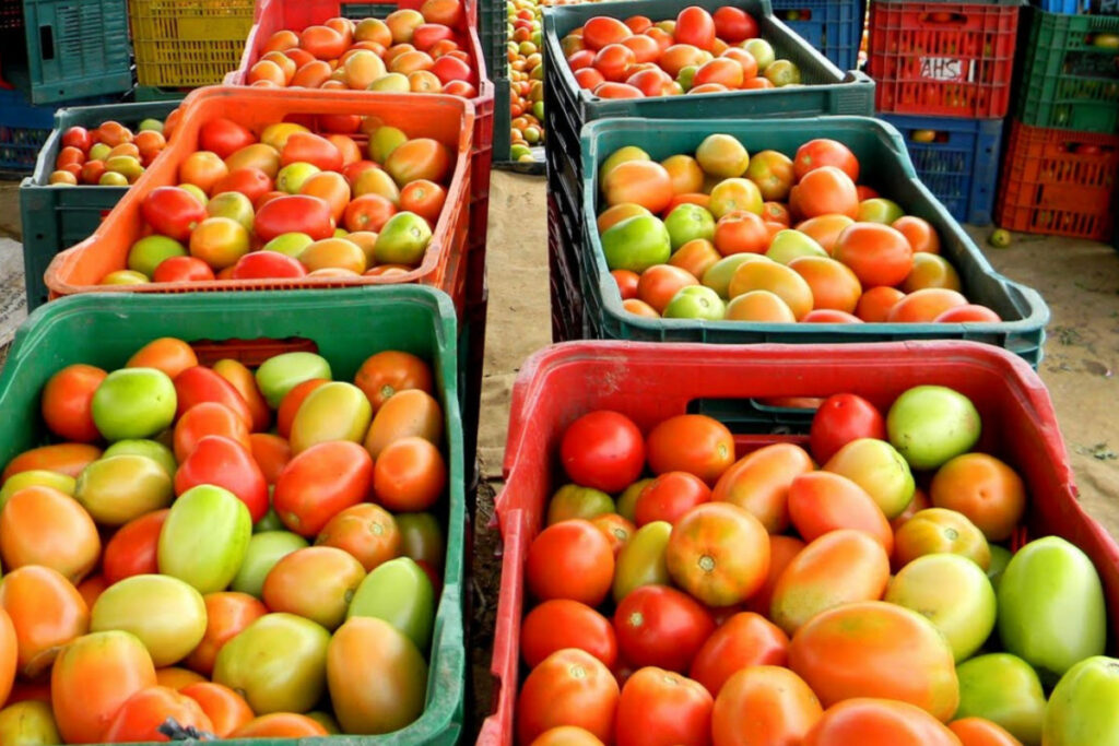Preços de tomate e batata apontam tendência de queda em março no atacado