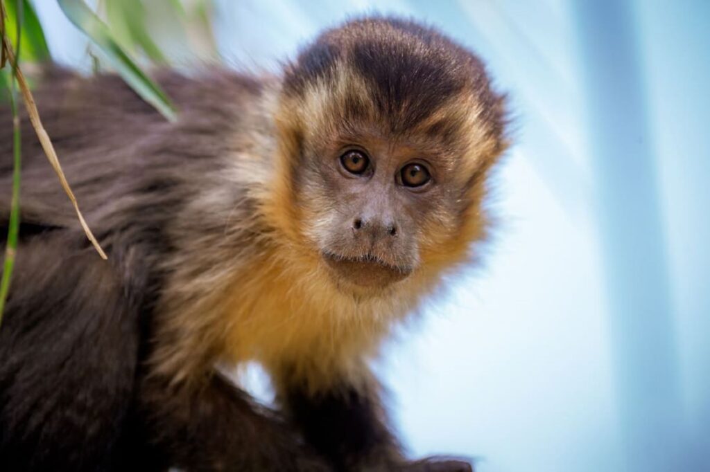 Justiça do Paraná autoriza mulher a manter a guarda de um macaco-prego