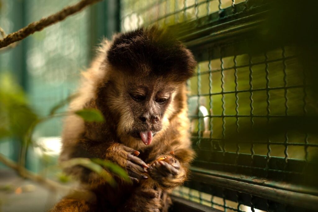 Morre macaco-prego que motivou iniciativas pró-fauna do Governo do Paraná