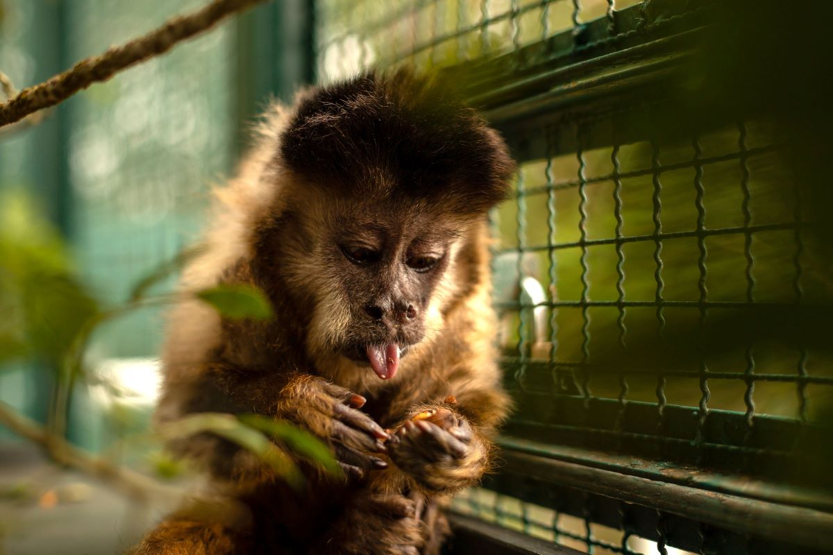 Morre macaco-prego que motivou iniciativas pró-fauna do Governo do Paraná