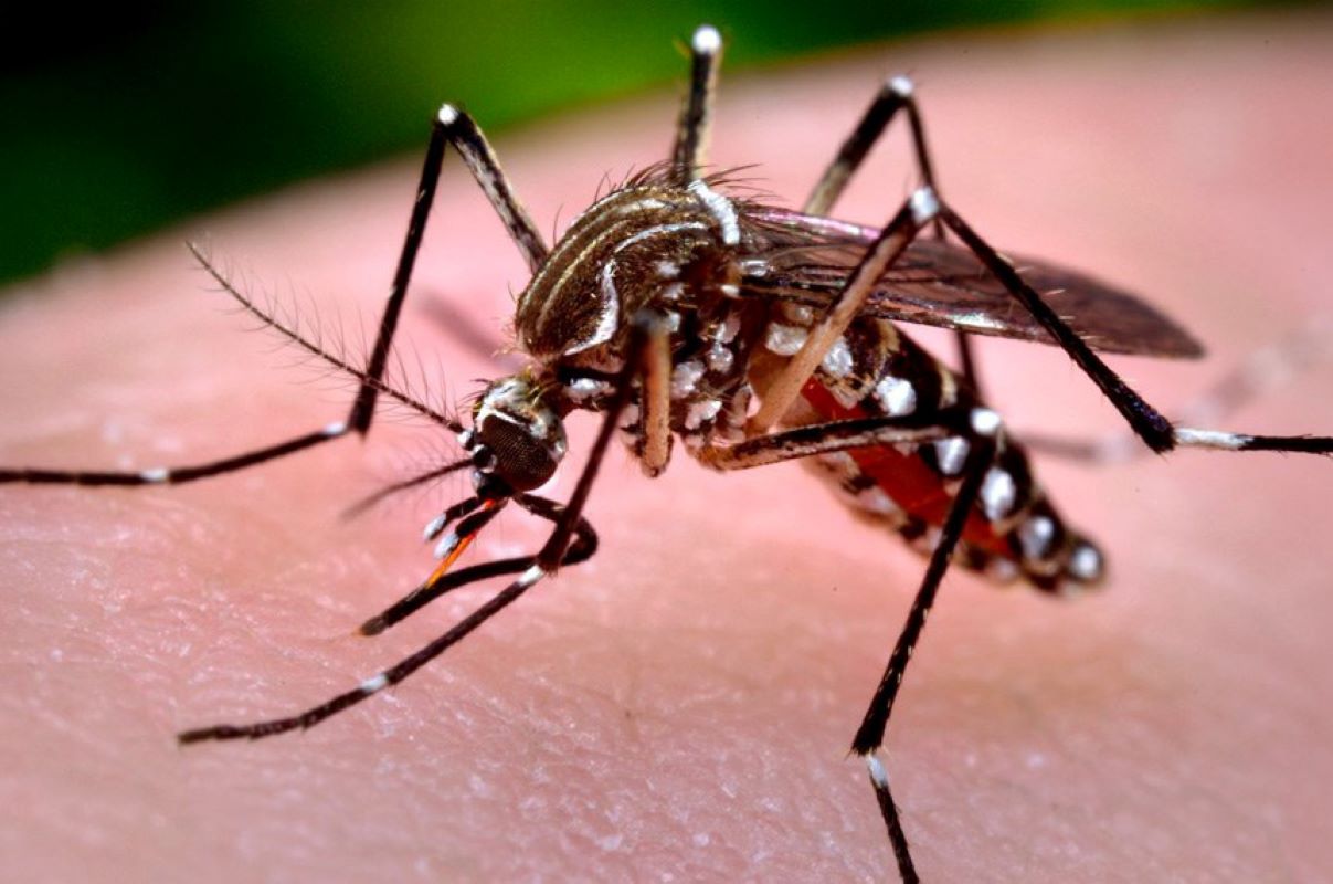 LIRAa aponta alto risco para infestação de Aedes aegypti em Cascavel
