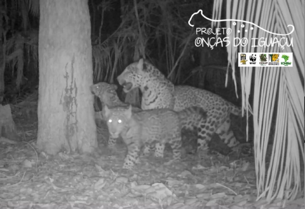 Onça é filmada passeando com os filhotes no Parque Nacional do Iguaçu