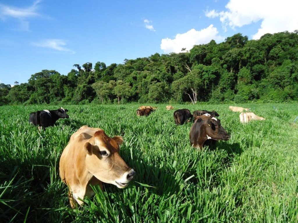Tecnologia da Embrapa contribui com produção pecuária orgânica no Brasil