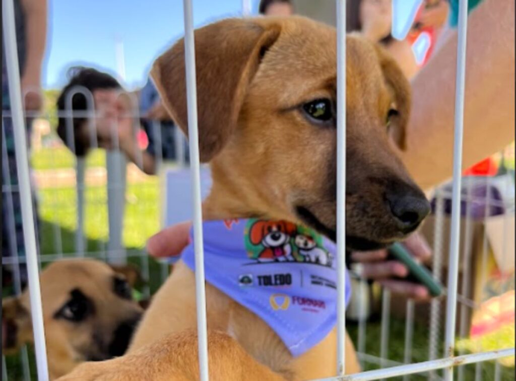 Dezesseis pets foram adotados em Toledo no início da II Semana de Proteção Animal