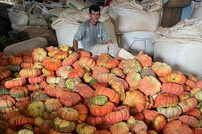 IDR-Paraná promove ação para aumentar produtividade da cultura de abóbora no Estado