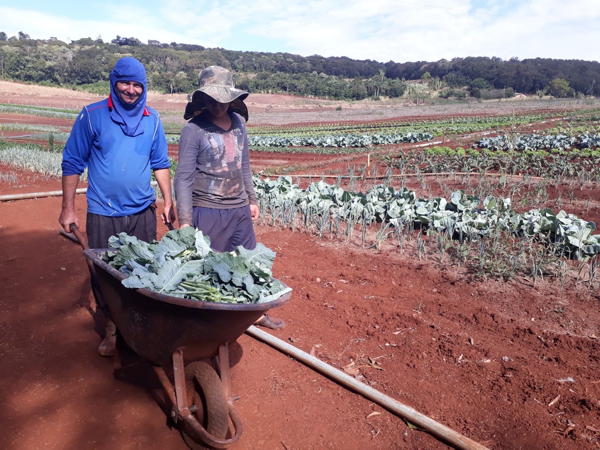 Produtores de orgânicos em Cascavel passam por vistoria para obtenção de certificação