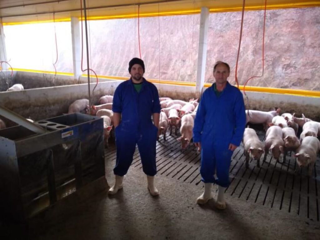 Produtores integrados à BRF trabalham com genética suína diferenciada