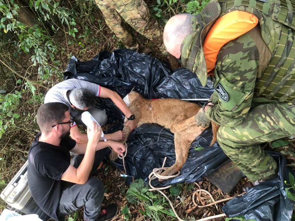 Polícia Federal participa de força-tarefa para resgate de onça parda em Guaíra