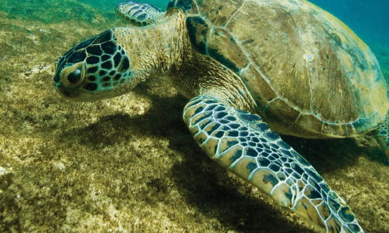Tartaruga-verde deixa lista de espécies ameaçadas de extinção